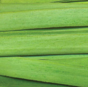 Palm-Flechtstreifen 30g, apfelgrün